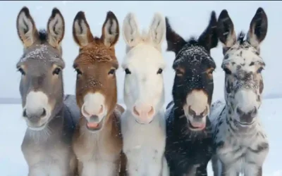 Kinowerbung für die Winterzeit